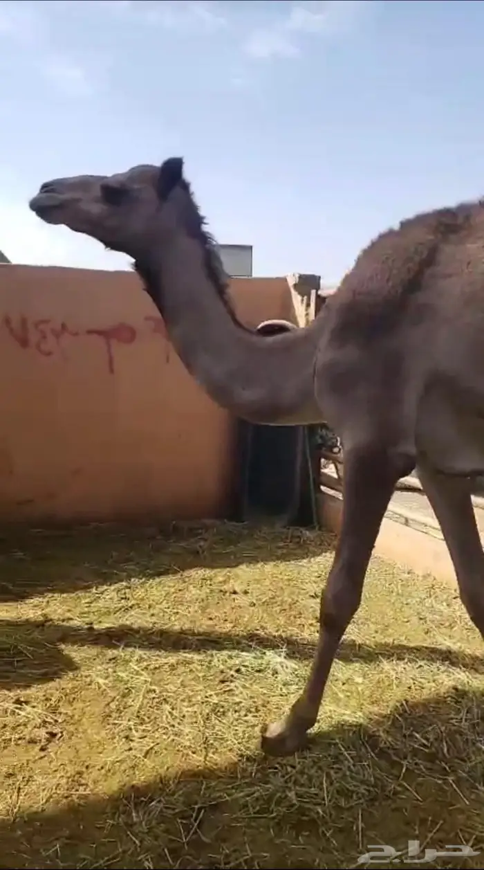 قعود مفرود 0