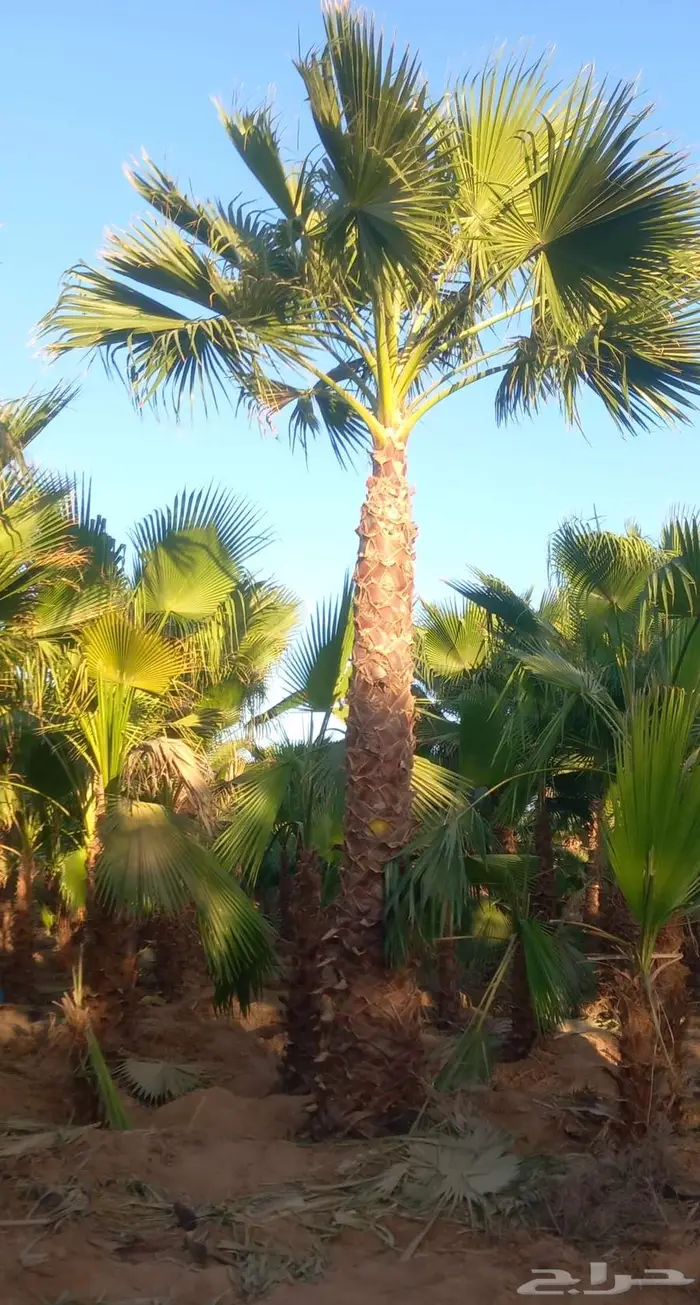 نخل واشنطني زينه للبيع 7