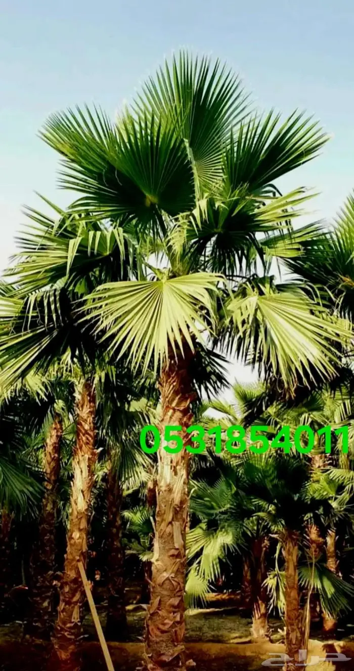 نخل واشنطني 053.185.4011 5