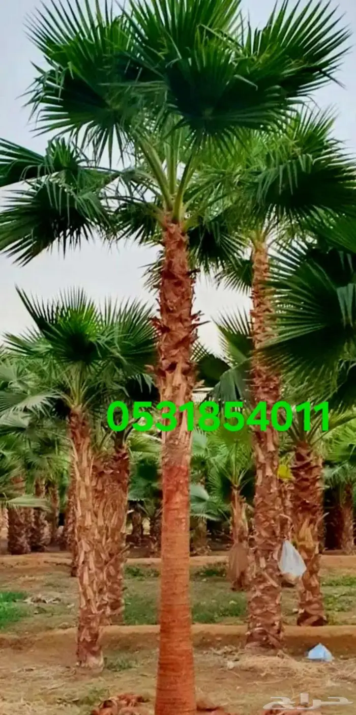 نخل واشنطني 053.185.4011 4