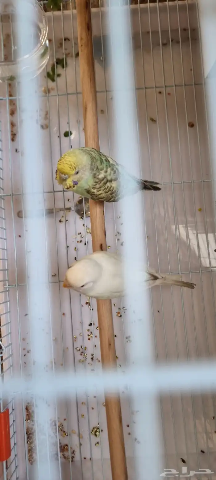 طيور حب ذكر وأنثى الأنثى اليفه 1