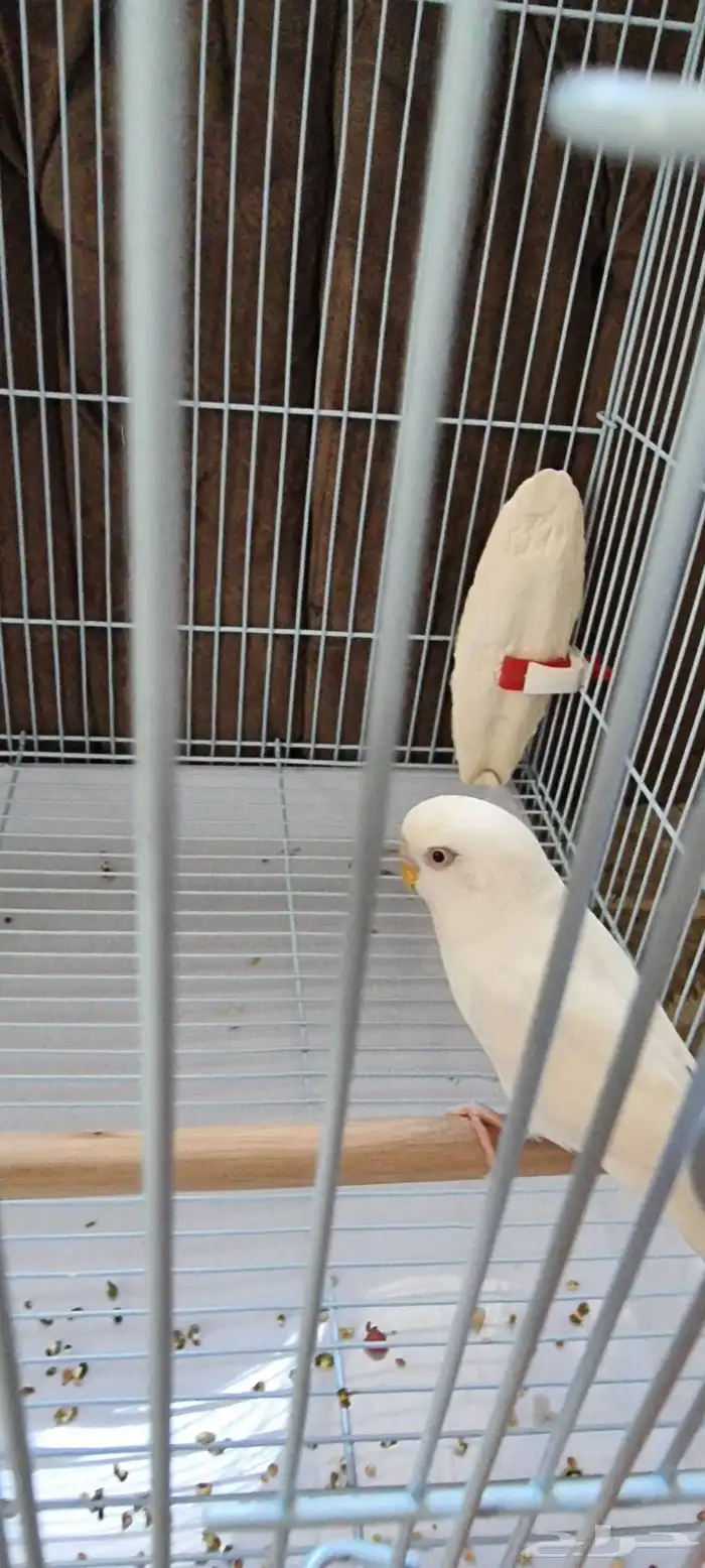 طيور حب ذكر وأنثى الأنثى اليفه 5