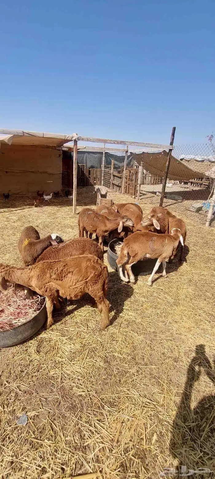 طليان سواكني 0