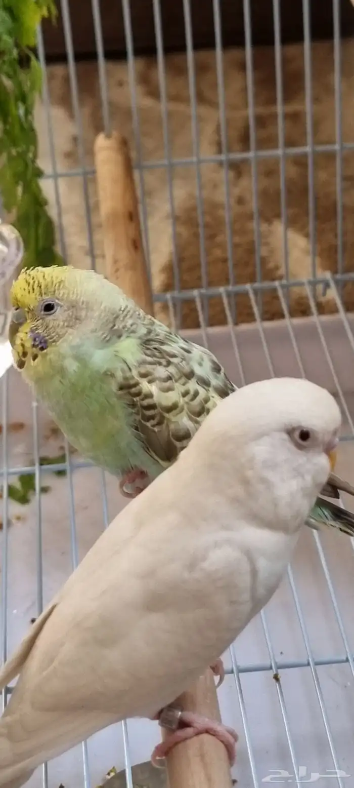 طيور حب ذكر وأنثى الأنثى اليفه 2