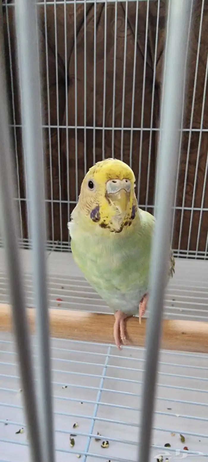 طيور حب ذكر وأنثى الأنثى اليفه 4