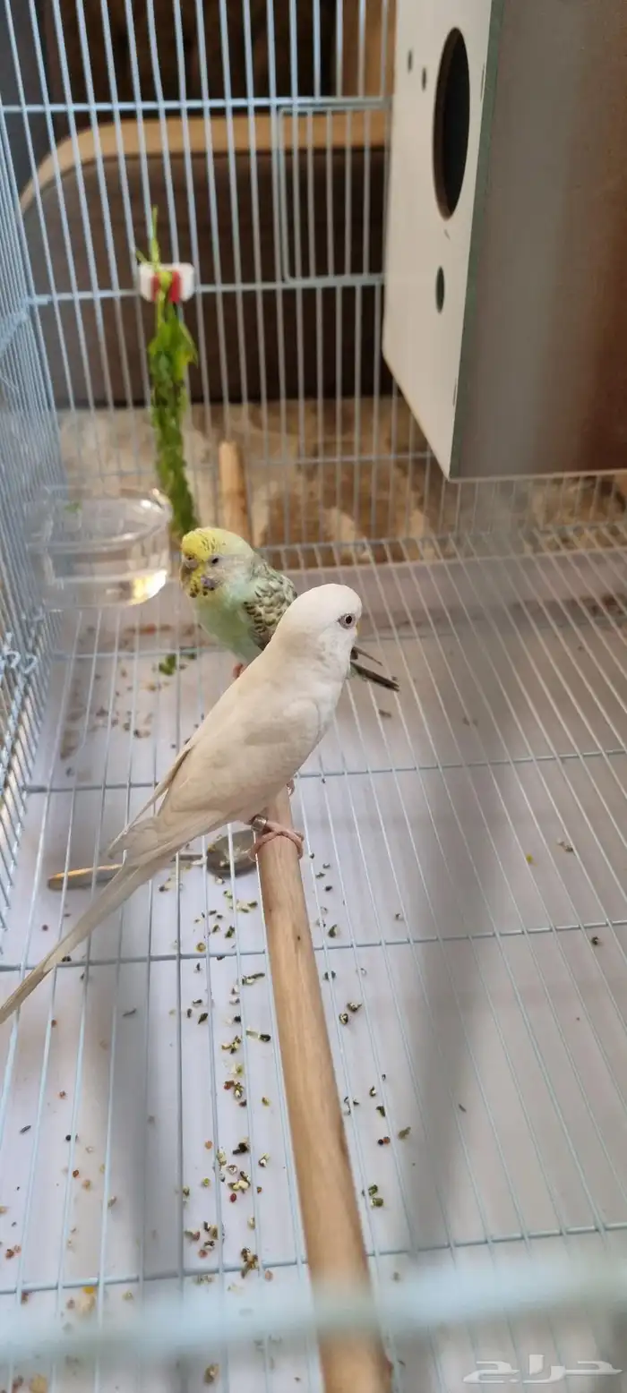 طيور حب ذكر وأنثى الأنثى اليفه 3