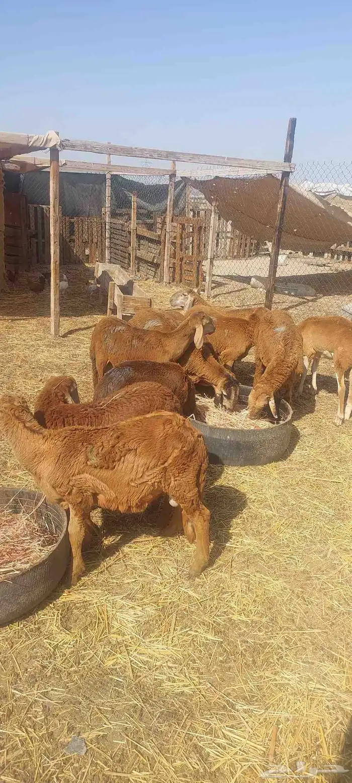 طليان سواكني 1