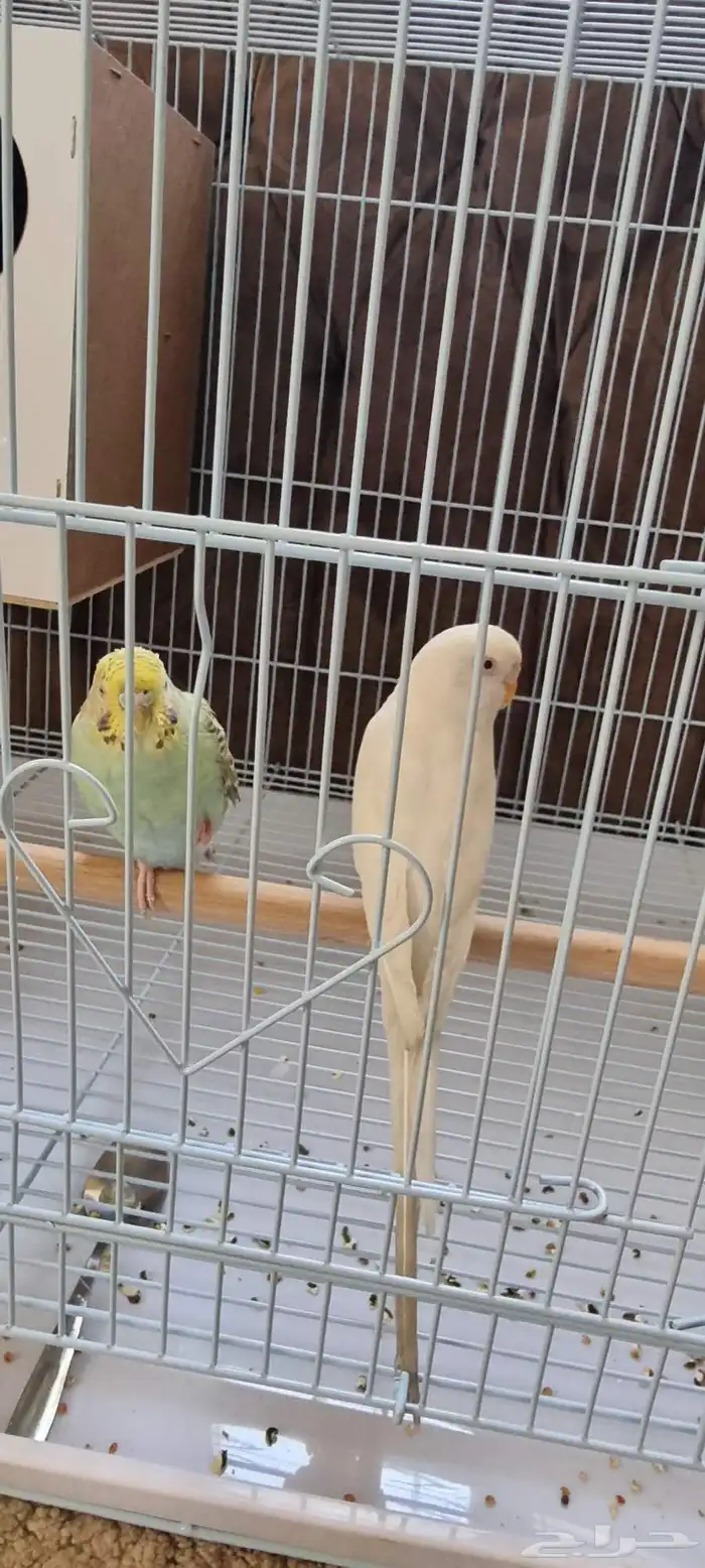 طيور حب ذكر وأنثى الأنثى اليفه 0