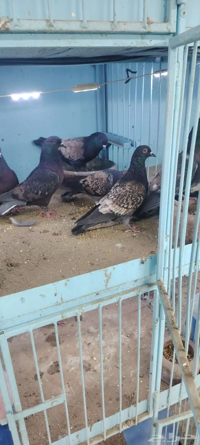 4 جوز حمام نسيم الليل 0