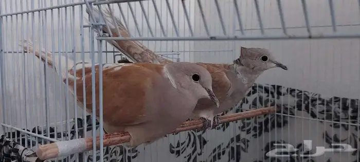 للبيع جوز قماري هولندي 0