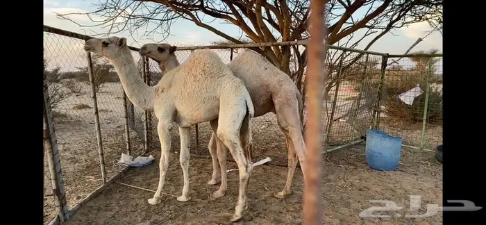 قعود وبكرة للبيع 0