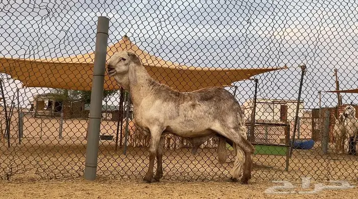 شياه سواكن درماني صنف 0