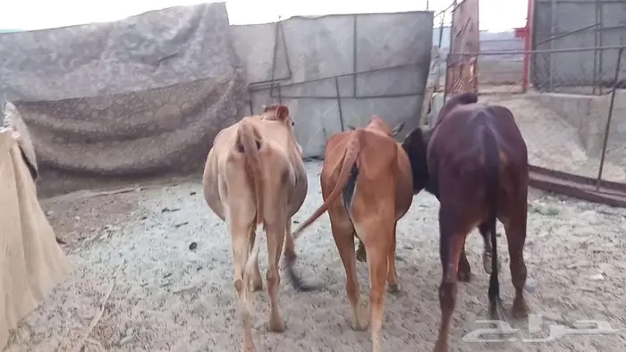 بقر صغار سن بالثور 2