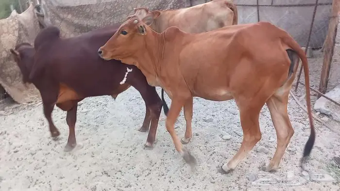 بقر صغار سن بالثور 3