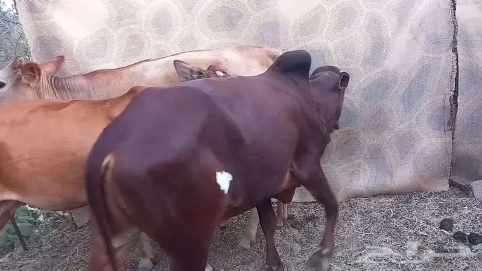 بقر صغار سن بالثور 4