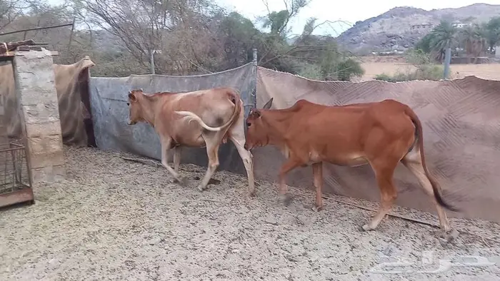 بقر صغار سن بالثور 5