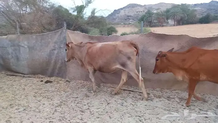 بقر صغار سن بالثور 7