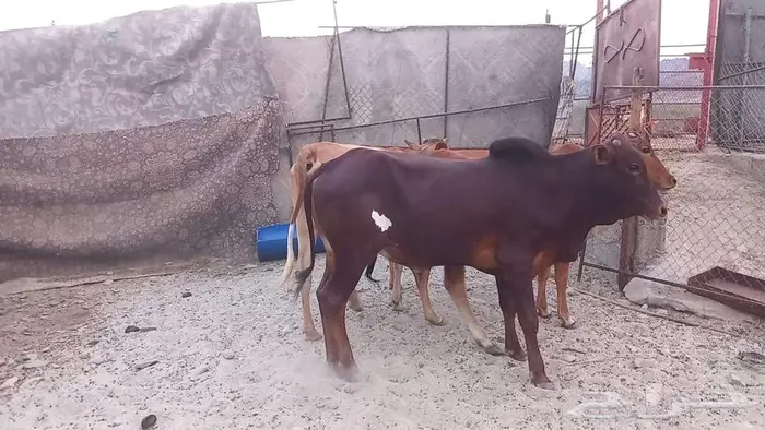 بقر صغار سن بالثور 1
