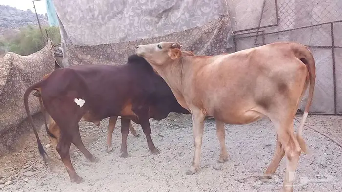 بقر صغار سن بالثور 0