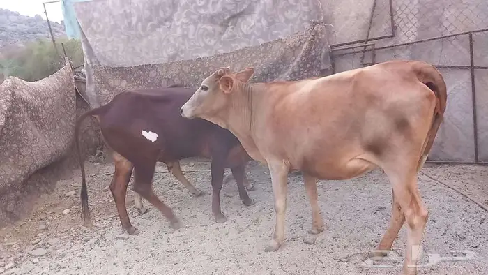 بقر صغار سن بالثور 8