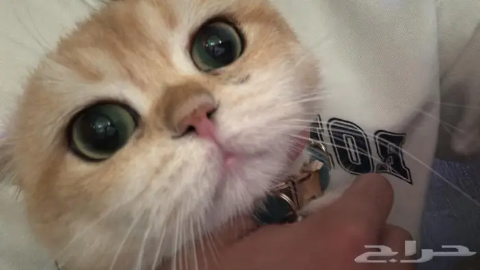 للبيع قط سكوتش قولد 2