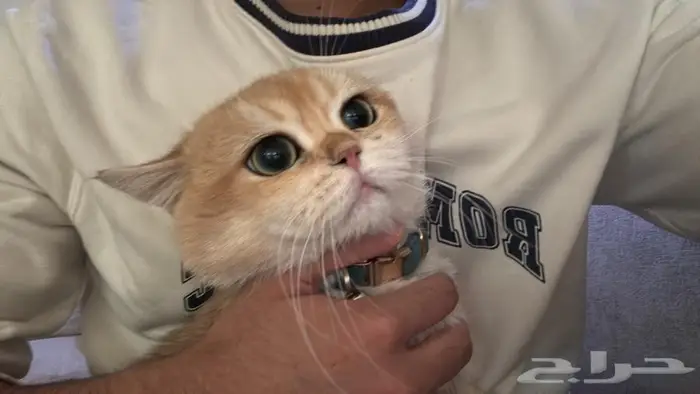 للبيع قط سكوتش قولد 0