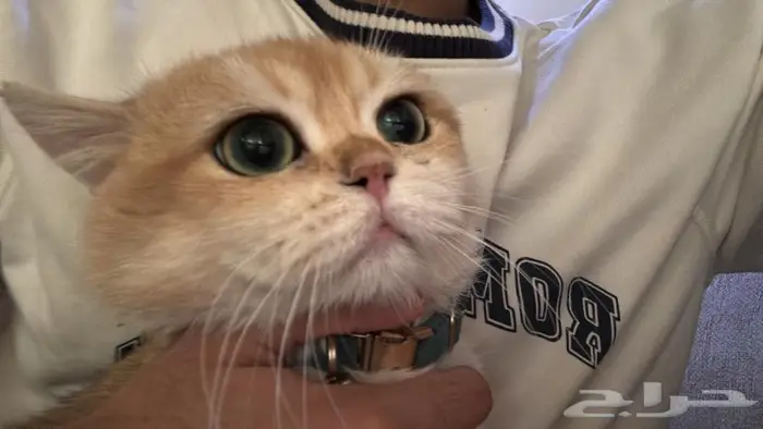 للبيع قط سكوتش قولد 1