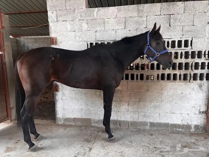 حصان انتاج 3