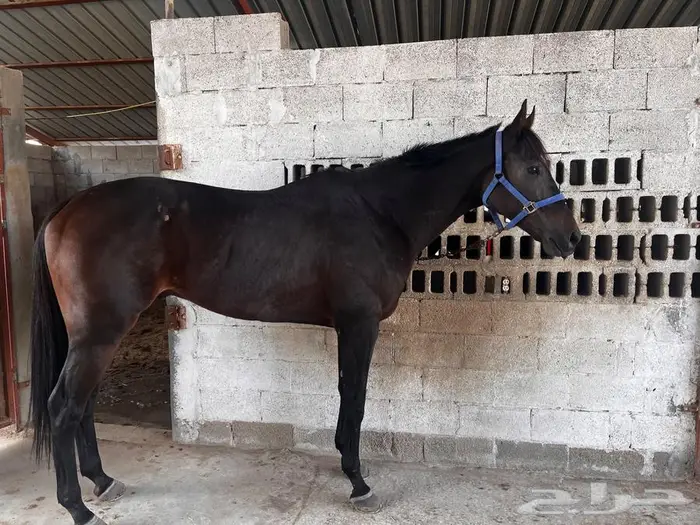 حصان انتاج 2