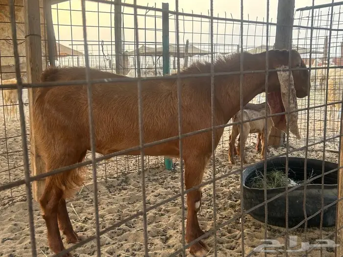 تيس فحل من ابو هولندي 0