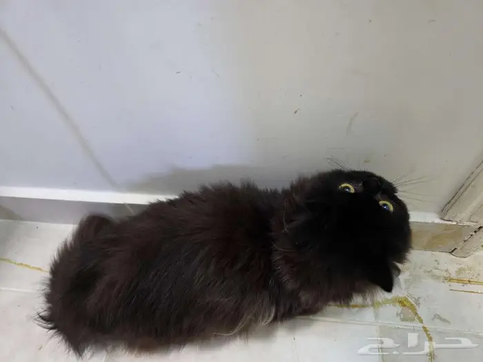 للتبني قطوتين 5