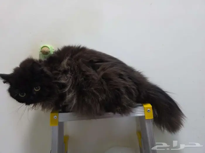 للتبني قطوتين 2