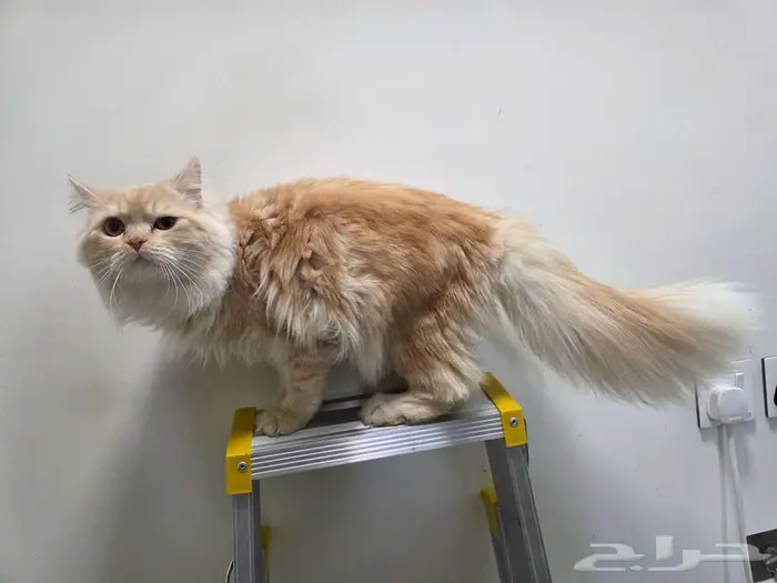 للتبني قطوتين 0