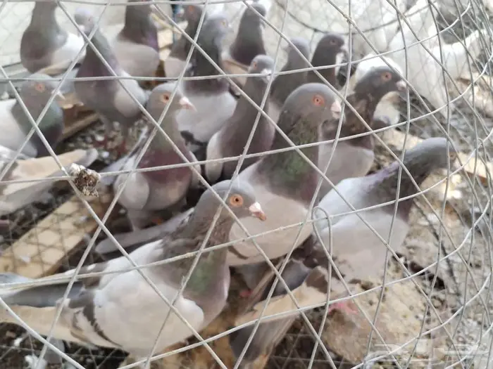 حمام فرنسي لاحم ابيض وسلفر جامبو 9