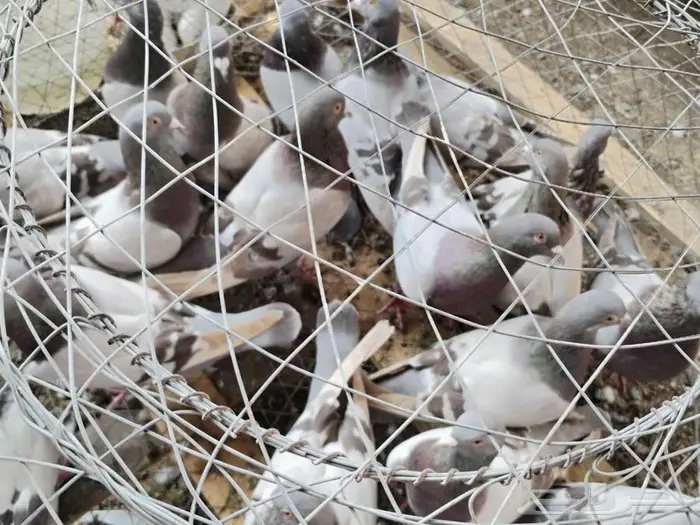 حمام فرنسي لاحم ابيض وسلفر جامبو 6