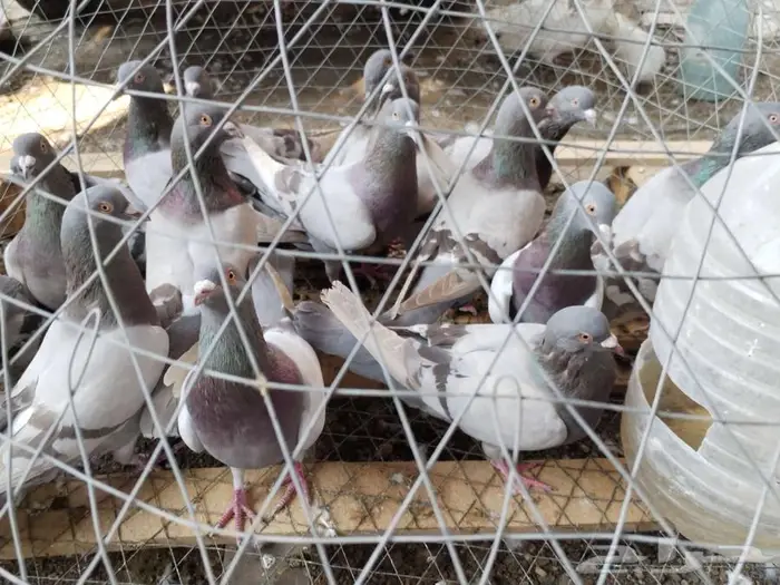 حمام فرنسي لاحم ابيض وسلفر جامبو 8