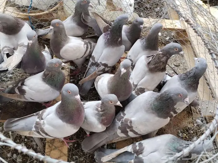 حمام فرنسي لاحم ابيض وسلفر جامبو 5