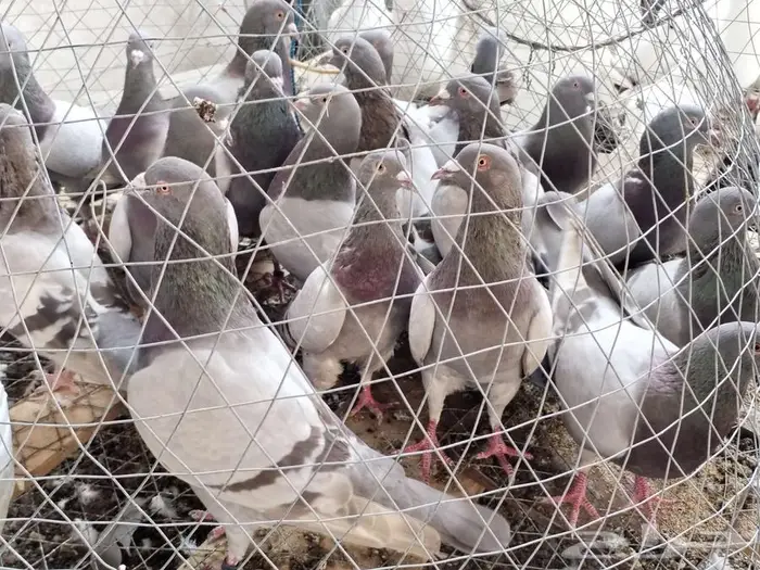 حمام فرنسي لاحم ابيض وسلفر جامبو 11