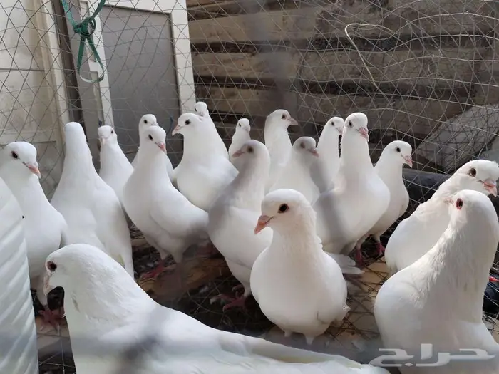 حمام فرنسي لاحم ابيض وسلفر جامبو 3