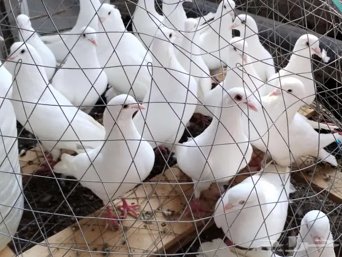 حمام فرنسي لاحم ابيض وسلفر جامبو 1