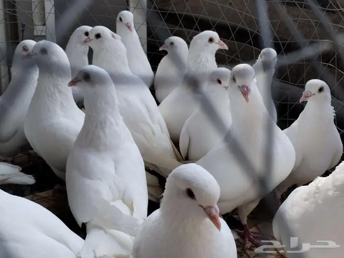 حمام فرنسي لاحم ابيض وسلفر جامبو 4