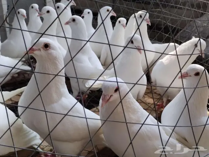 حمام فرنسي لاحم ابيض وسلفر جامبو 2