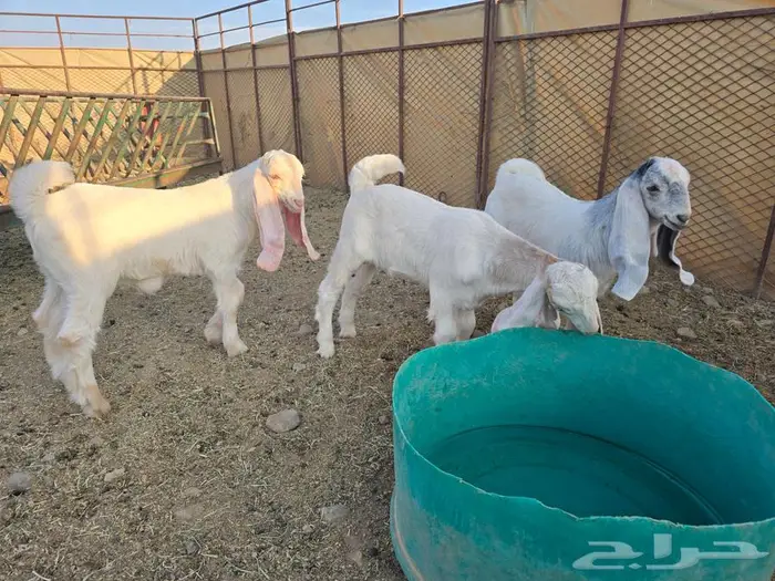 تيوس مشاريك بيض طيبات 0