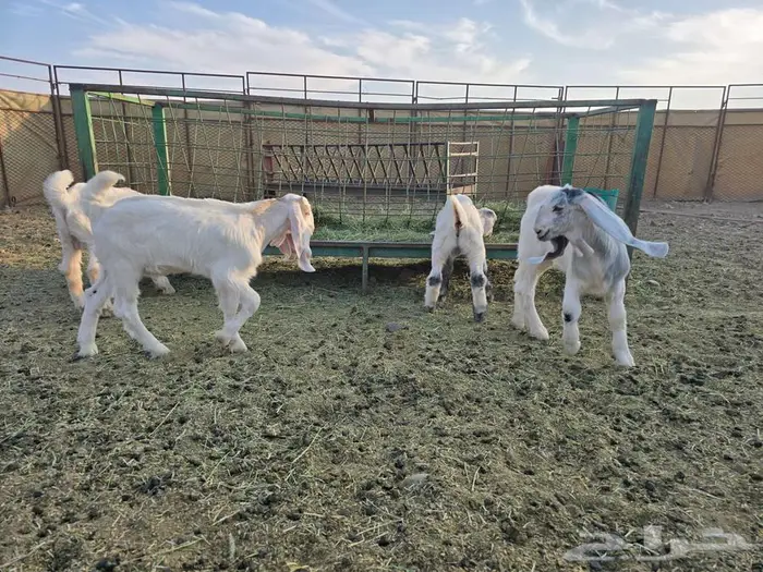 تيوس مشاريك بيض طيبات 3