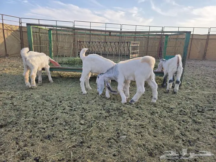 تيوس مشاريك بيض طيبات 1