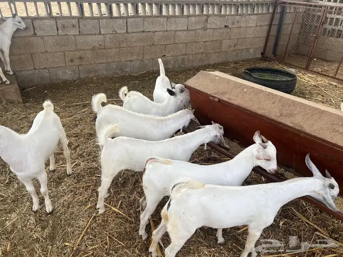 تيوس مندي بلدي 0