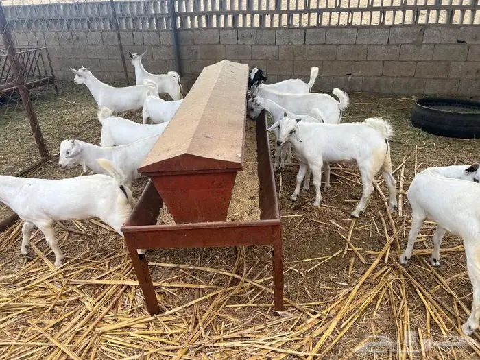 تيوس مندي بلدي 1