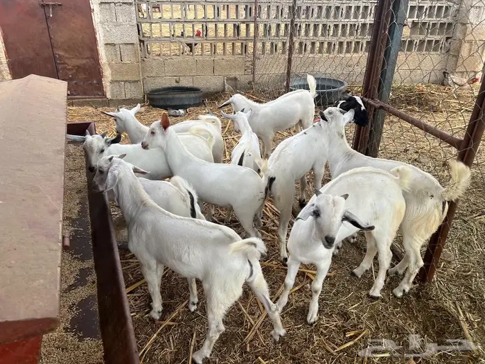 تيوس مندي بلدي 5