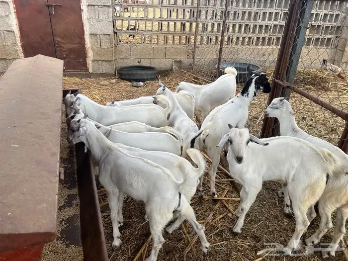 تيوس مندي بلدي 2