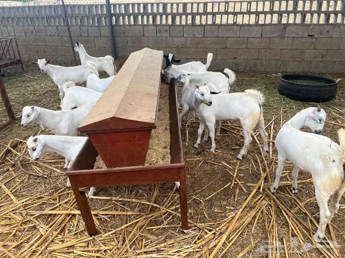 تيوس مندي بلدي 4